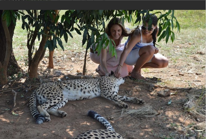 Cheetah at Kisumu Impala sanctuary