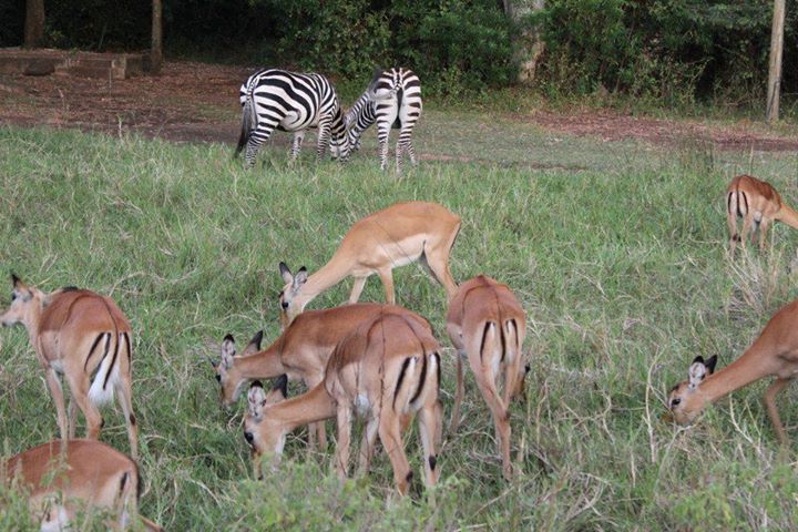 Impala sanctuary Kisumu