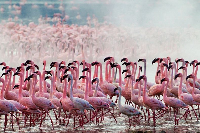 Flamingos at Lake Simbi Nyaima