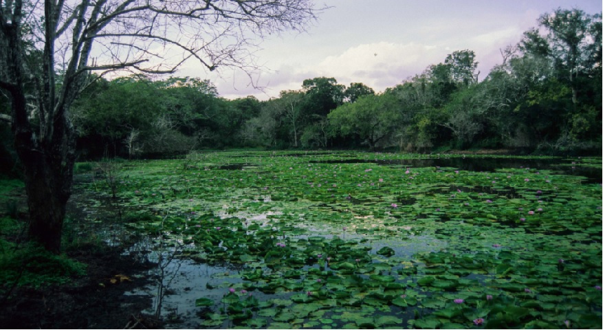 Mida Creek