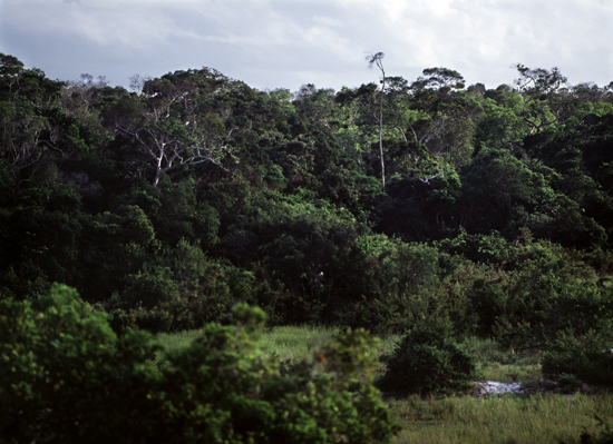 Arabuko Sokoke forest