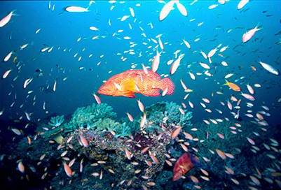 Watamu marine reserve